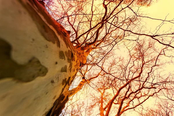 Kouzelné holé stromy podzimní Les — Stock fotografie