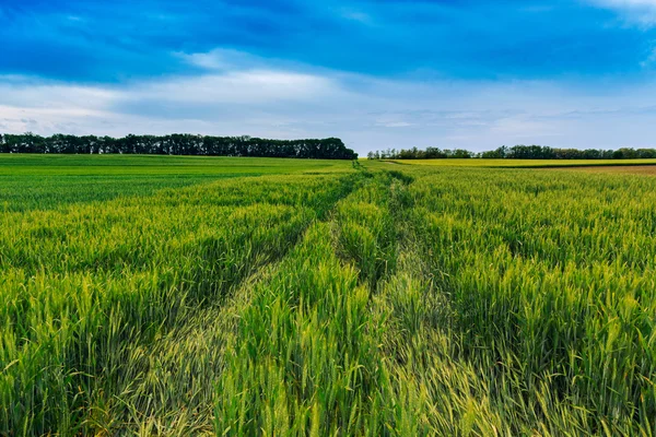 Campo di grano verde e cielo blu — Foto Stock