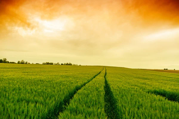 Pšeničné pole krajina s cestou — Stock fotografie