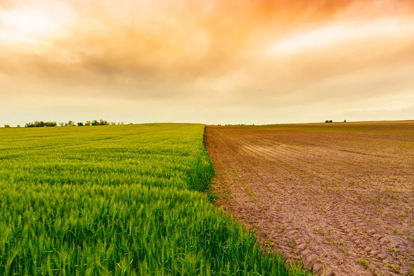 Groene tarweveld en blauwe lucht — Stockfoto