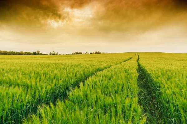 Campo di grano paesaggio con sentiero — Foto Stock