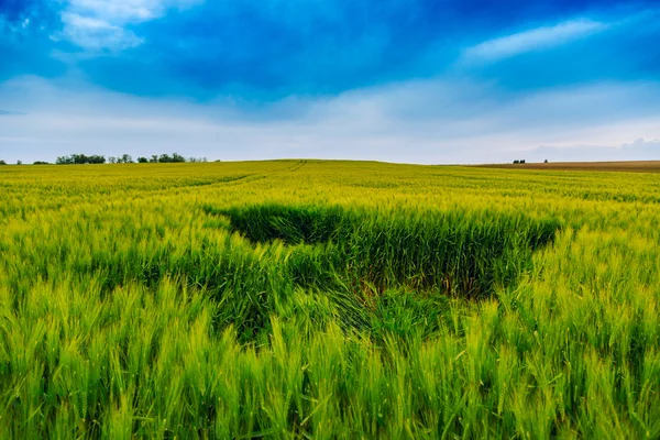 Groene tarweveld en blauwe lucht — Stockfoto