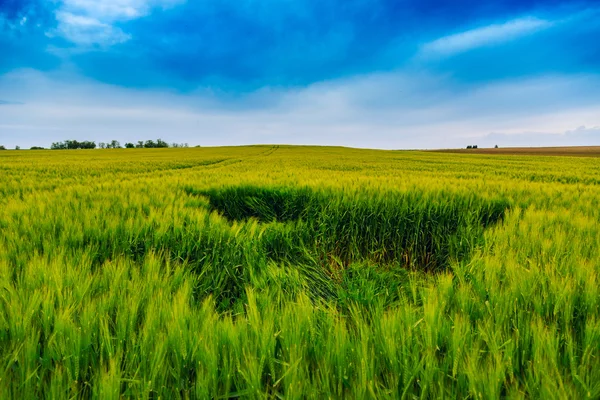 Green wheat field and blue sky — Stock Photo, Image