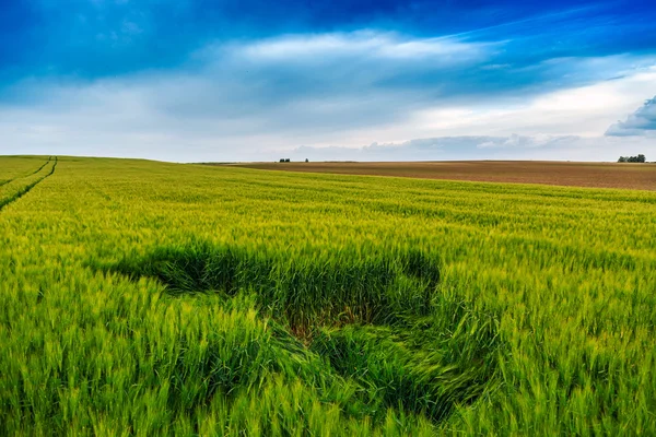 Green wheat field and blue sky — Stock Photo, Image