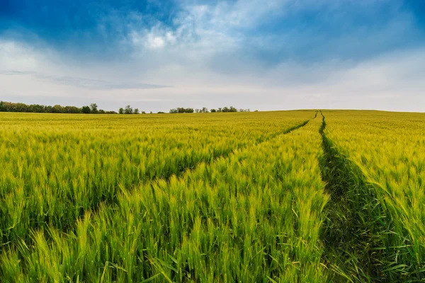 Campo di grano paesaggio con sentiero — Foto Stock