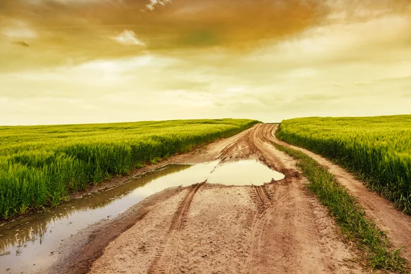 Paesaggio estivo con erba verde, strada — Foto Stock