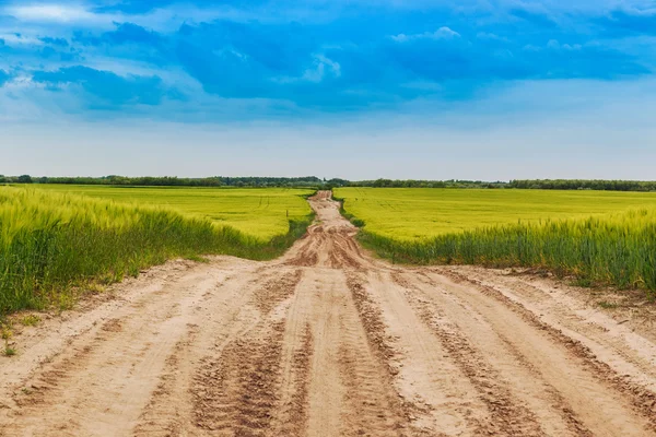 Tarwe veld landschap met pad — Stockfoto