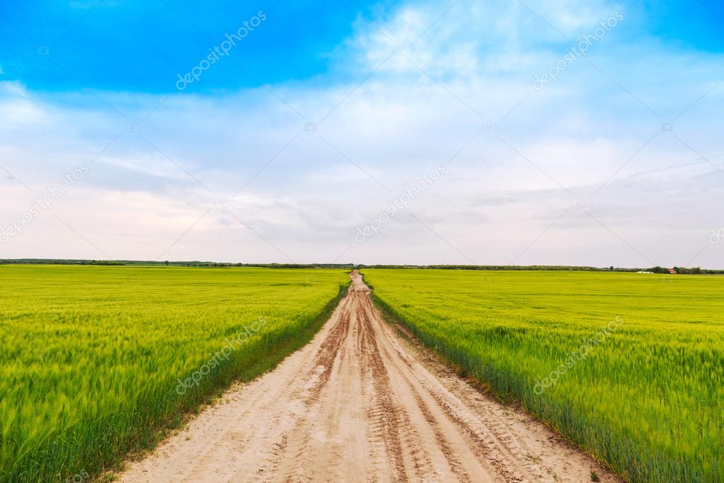 Wheat field landscape with path