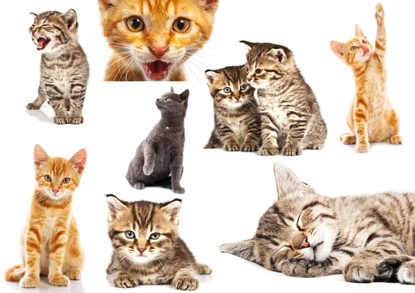 Sada kočky izolované — Stock fotografie