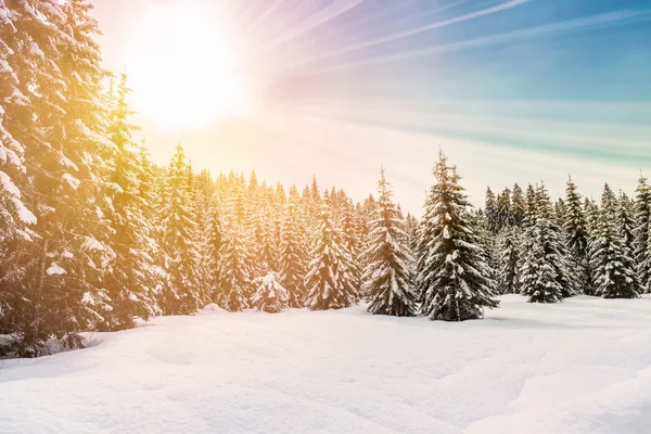 Kış orman içinde güzel gün batımı — Stok fotoğraf
