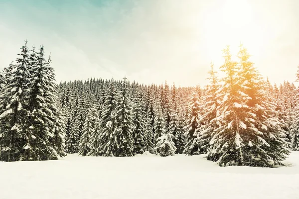 Bel tramonto nella foresta invernale — Foto Stock