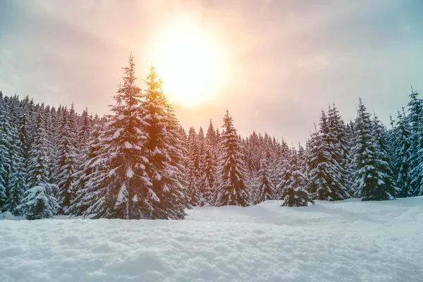 Piękny zachód słońca w zimowym lesie — Zdjęcie stockowe