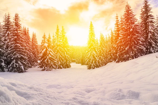 Piękny zachód słońca w zimowym lesie — Zdjęcie stockowe