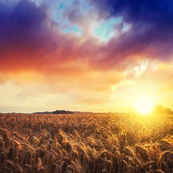 Buğday alanı olan sihirli gündoğumu — Stok fotoğraf