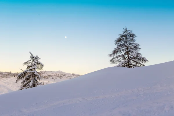 Deux sapins seuls dans le paysage hivernal — Photo