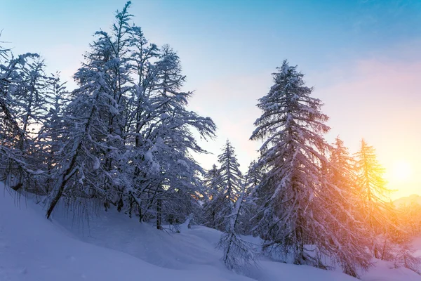 Bellissimo tramonto nella foresta invernale Alpi di Jluia in Slovenia — Foto Stock