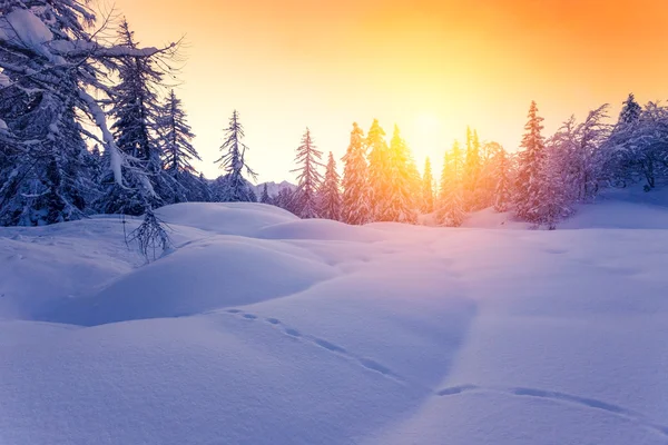 Красивый закат в зимнем лесу Jluia Alps в Словении — стоковое фото