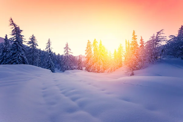 Beautiful sunset in winter forest Jluia Alps in Slovenia — Stock Photo, Image