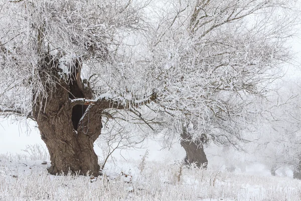 Kış manzarası ile beyaz willows frost ile kaplı — Stok fotoğraf