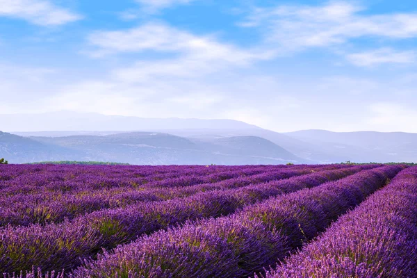 Campo di lavanda estate vicino Sault . — Foto Stock