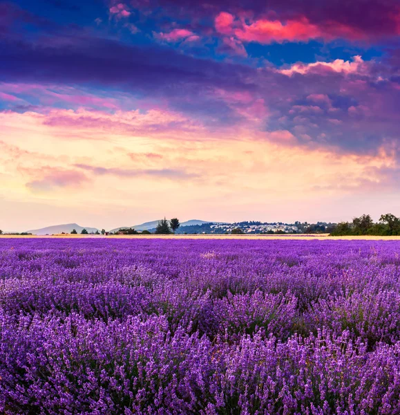 Lavendelfeld Sommer in der Nähe von Sault. — Stockfoto