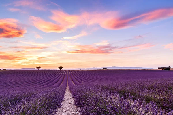 Lavendelfeld Sommer Sonnenuntergang Landschaft in der Provence — Stockfoto