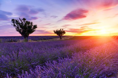 Günbatımı Valensole yaz lavanta alanında üzerinde