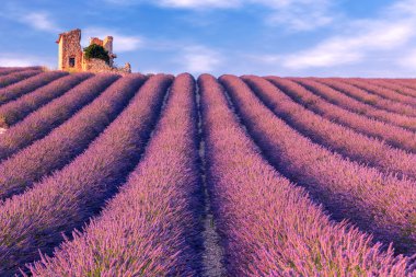 Lavanta alan yaz Valensole yakın.