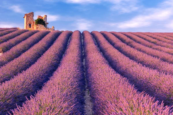 薰衣草花田夏天附近 Valensole. — 图库照片