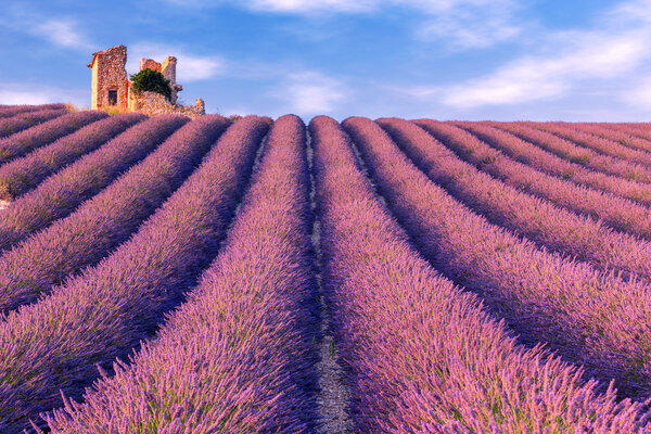 Лавандовое лето рядом с Валенсолью
.