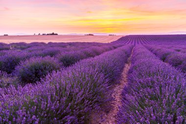 Provence batımında lavanta alanlarının güzel manzara