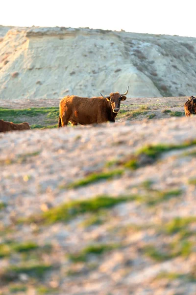 Vaca Marrón Solitaria Pasto Mientras Mira Cámara — Foto de Stock