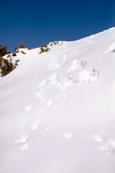 Footprints on snow mountain summit. Footprints in snow.