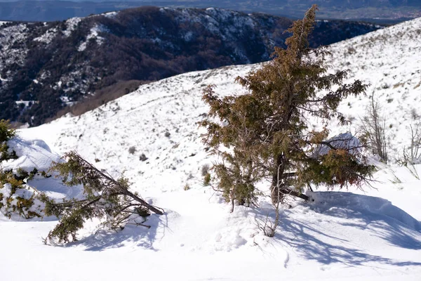 Groene Boom Besneeuwde Heuvel Een Winterlandschap — Stockfoto