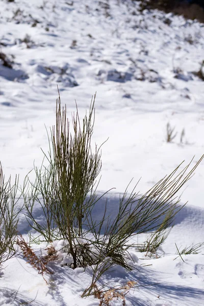 Grüne Pflanzen Wachsen Auf Schneebedecktem Boden Einem Berg — Stockfoto