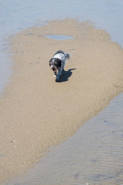 Kumsalda Tek Başına Yürüyen Bir Köpek — Stok fotoğraf