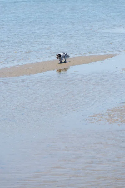 Cão Caminhando Sozinho Praia Areia — Fotografia de Stock