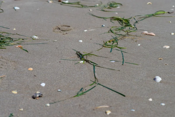 Nahaufnahme Von Kleinen Muscheln Nassen Sand Strand Mit Algen — Stockfoto