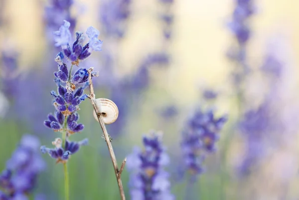 Lavanda com casca — Fotografia de Stock