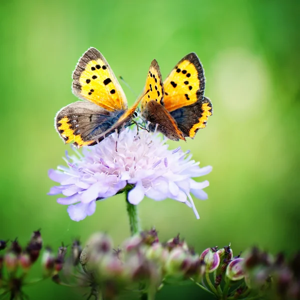 Zwei Schmetterlinge auf einer Blume — Stockfoto