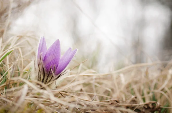 Schöne Blume auf der Wiese — Stockfoto