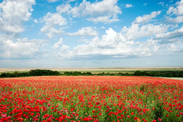 Красивое красное маковое поле с голубым облачным небом — стоковое фото