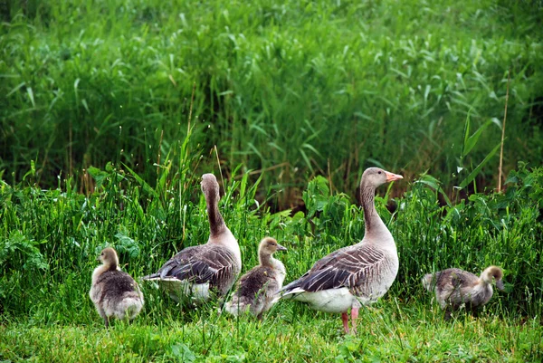 Goose family standing in the grass — 图库照片