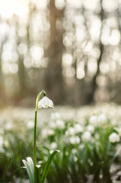 Flores de copo de nieve de primavera al atardecer — Foto de Stock