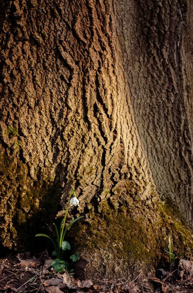 Spring snowflake flower at the stem of a tree — Stock Photo, Image