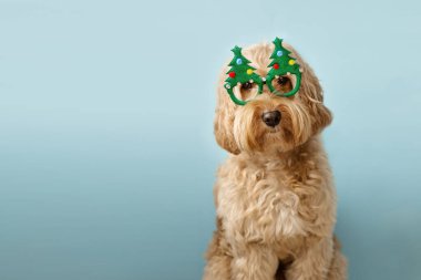 Noel ağacı gözlüklü köpek.