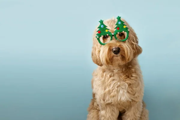 Σκύλος Γυαλιά Χριστουγεννιάτικο Δέντρο — Φωτογραφία Αρχείου
