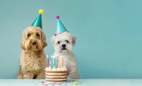 Två Söta Hundar Med Partyhattar Och Födelsedagstårta — Stockfoto