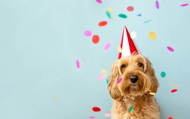 Doğum günü partisinde konfeti ve parti şapkasıyla kutlama yapan sevimli bir köpek.