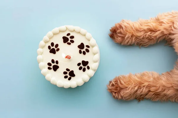 Собака Отпечатком Лапы День Рождения Торт День Рождения Свечи — стоковое фото